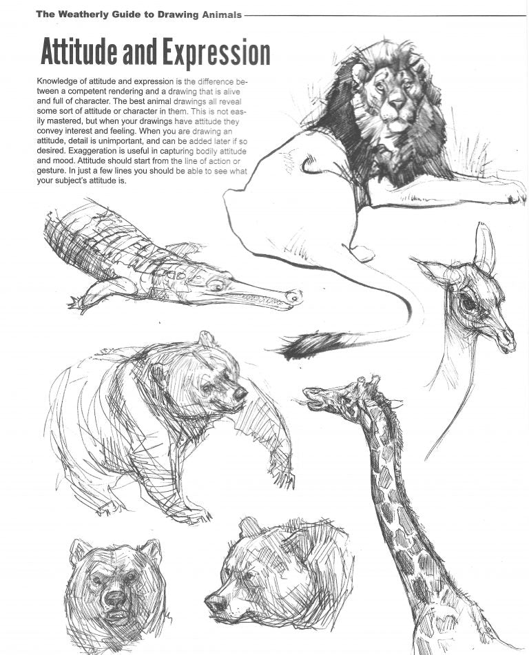 How To Sketch Animals - YouTube